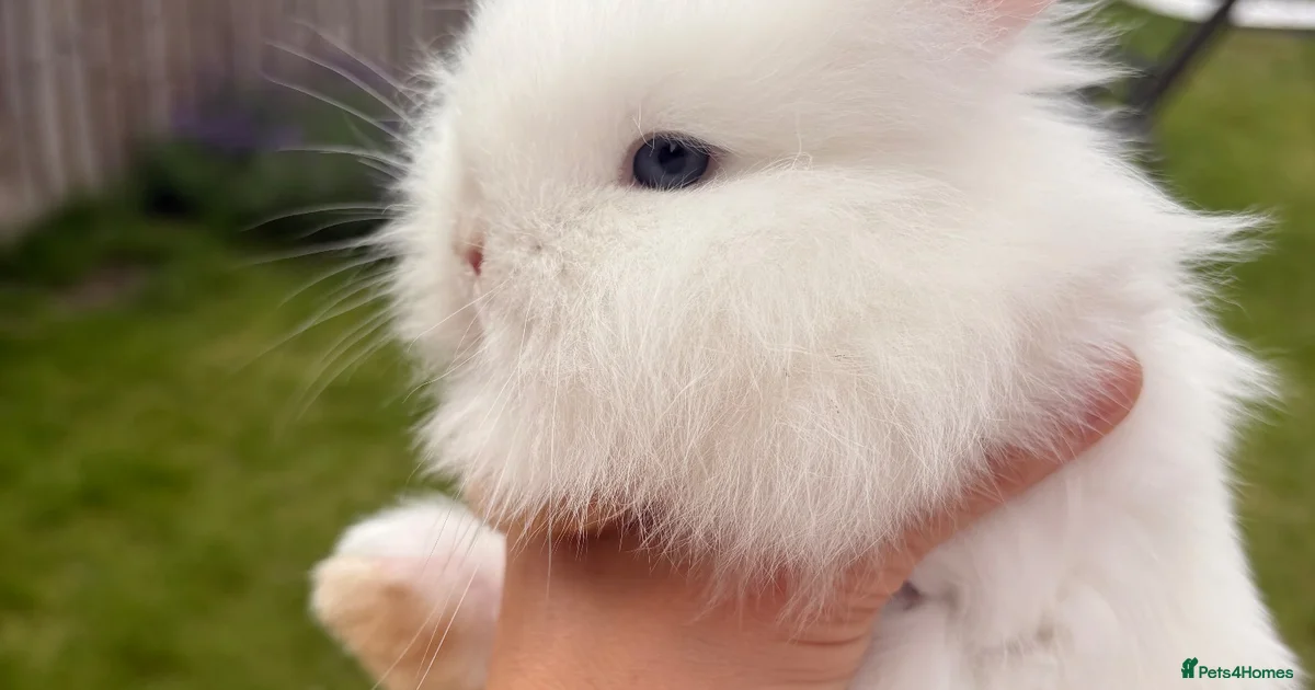 Rabbits for Sale for sale in Bracknell, Berkshire | Pets4Homes