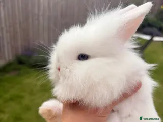 Lionhead rabbits Beautiful Blue-Eyed Lionhead Baby Rabbits - Advert 1