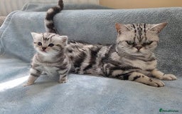 British Shorthair cats for sale: Silver Tabby kitten with his mother  - Image 4