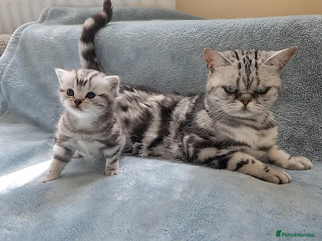 British Shorthair cats for sale: Your Furry Fantasy Awaits! - Advert 4
