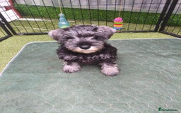 Miniature Schnauzer dogs for sale: Last girl left KC register - Image 3