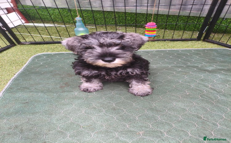 Miniature Schnauzer dogs - Advert 1