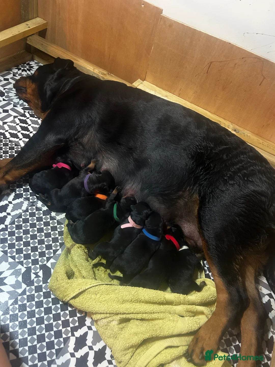 Rottweiler dogs for sale: Stunning Rottweiler Pups - Healthy, Strong, Chunky in King's Lynn - Advert 1