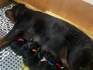 Rottweiler dogs Stunning Rottweiler Pups - Healthy, Strong, Chunky - Advert 10