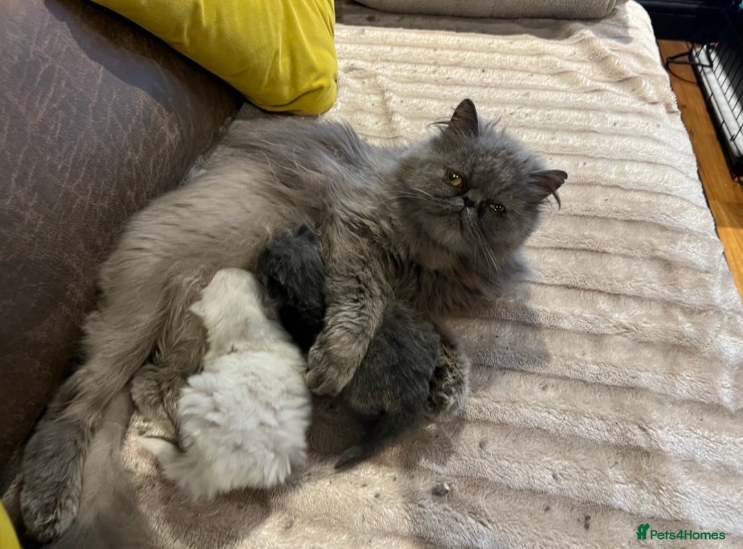 Persian cats for sale: Stunning blue and rare lilac Persian kittens  - Advert 14