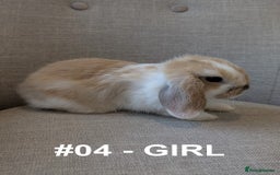 Mini Lop rabbits for sale: Exceptional Mini-Lops. Collect from: 13th October - Image 14