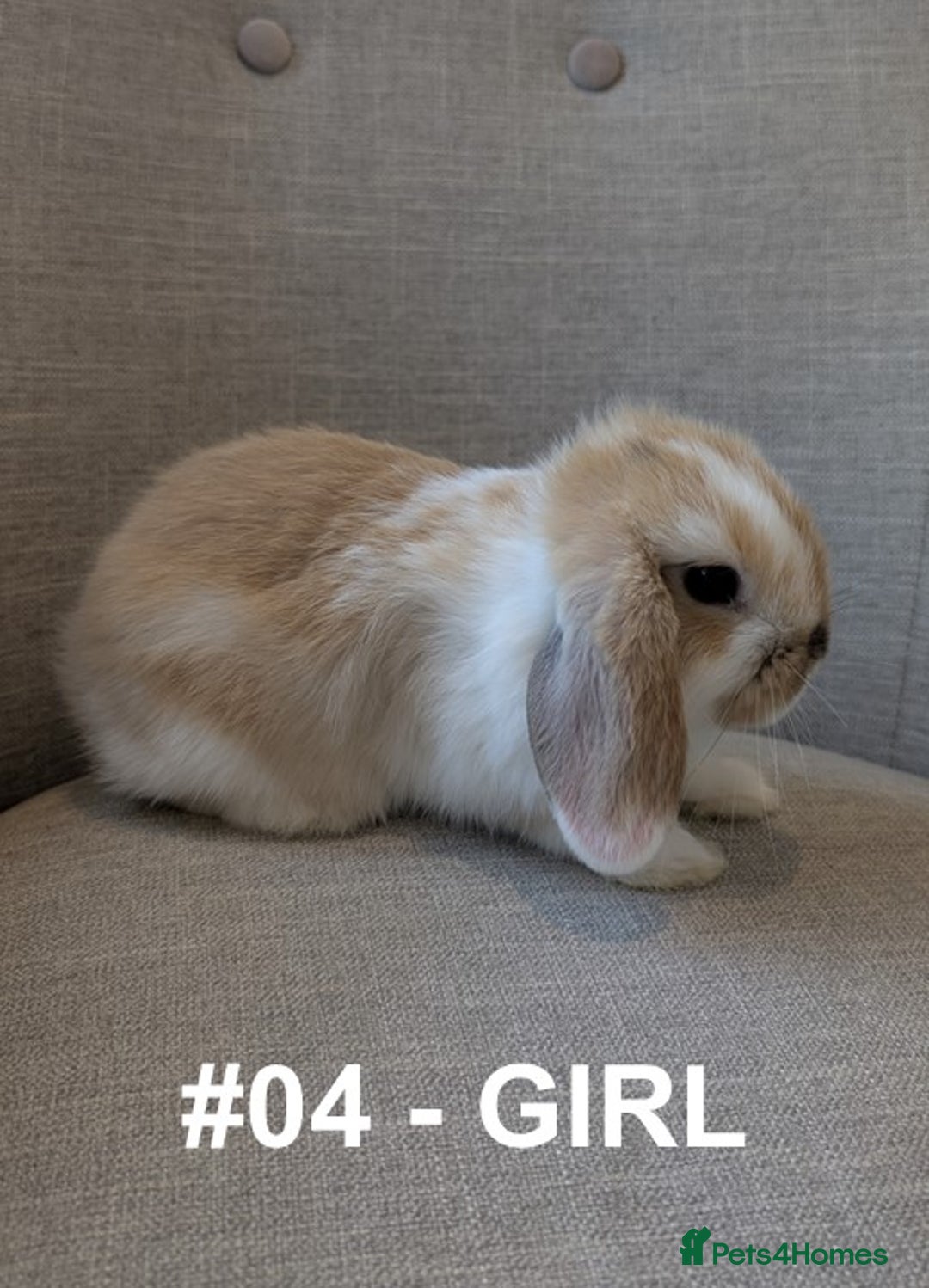 Mini Lop rabbits for sale: Exceptional Mini-Lops. Collect from: 13th October - Image 14