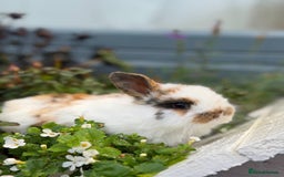 Mixed Breed rabbits for sale: Bunnies For Sale - Image 3