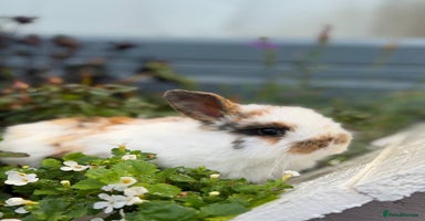 Mixed Breed rabbits - Advert 14