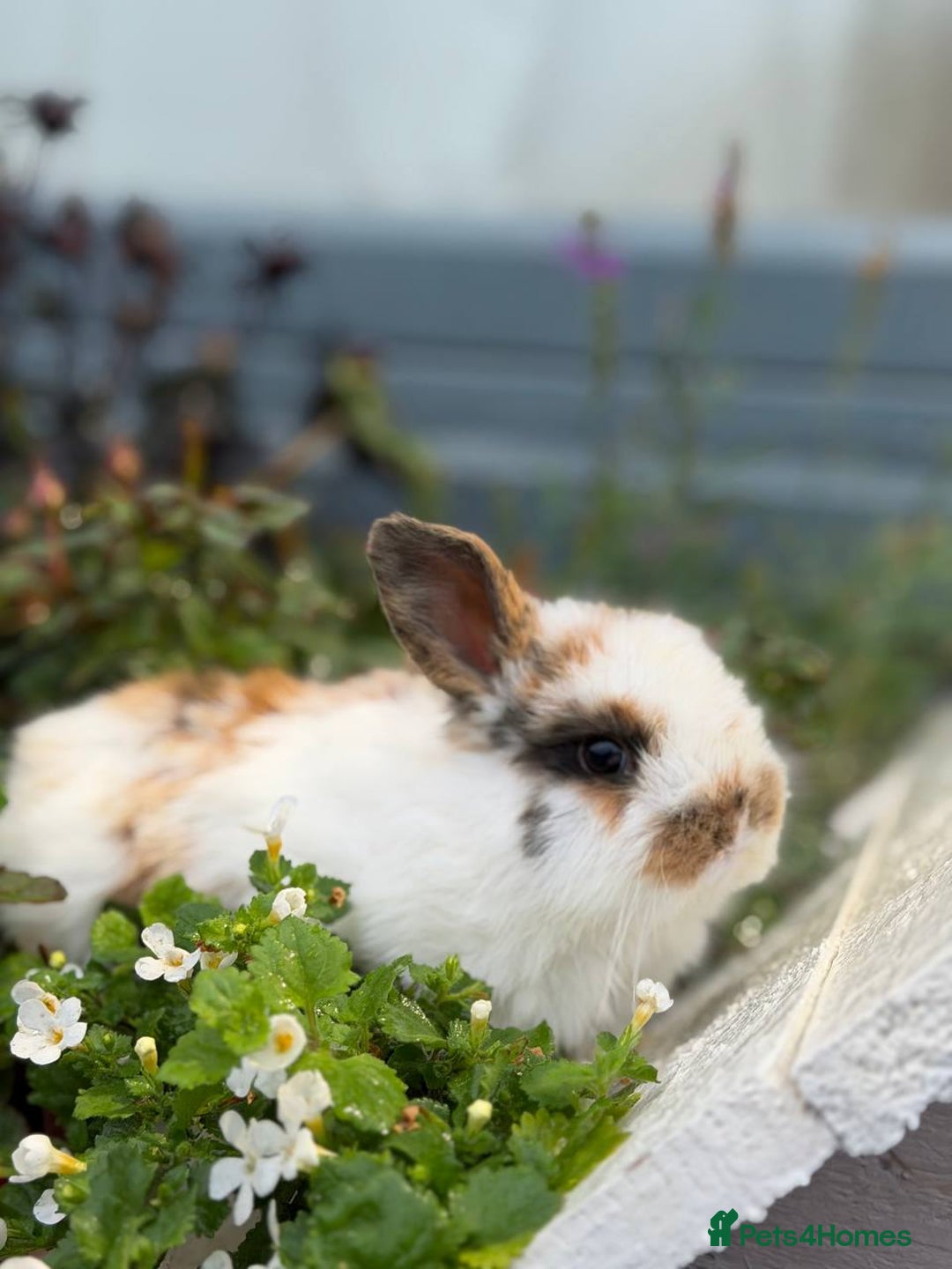 Mixed Breed rabbits for sale: Bunnies For Sale - Image 3