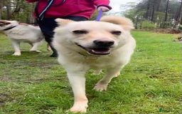 Mixed Breed dogs for adoption: Buddy - Norwich Norfolk  - Image 21
