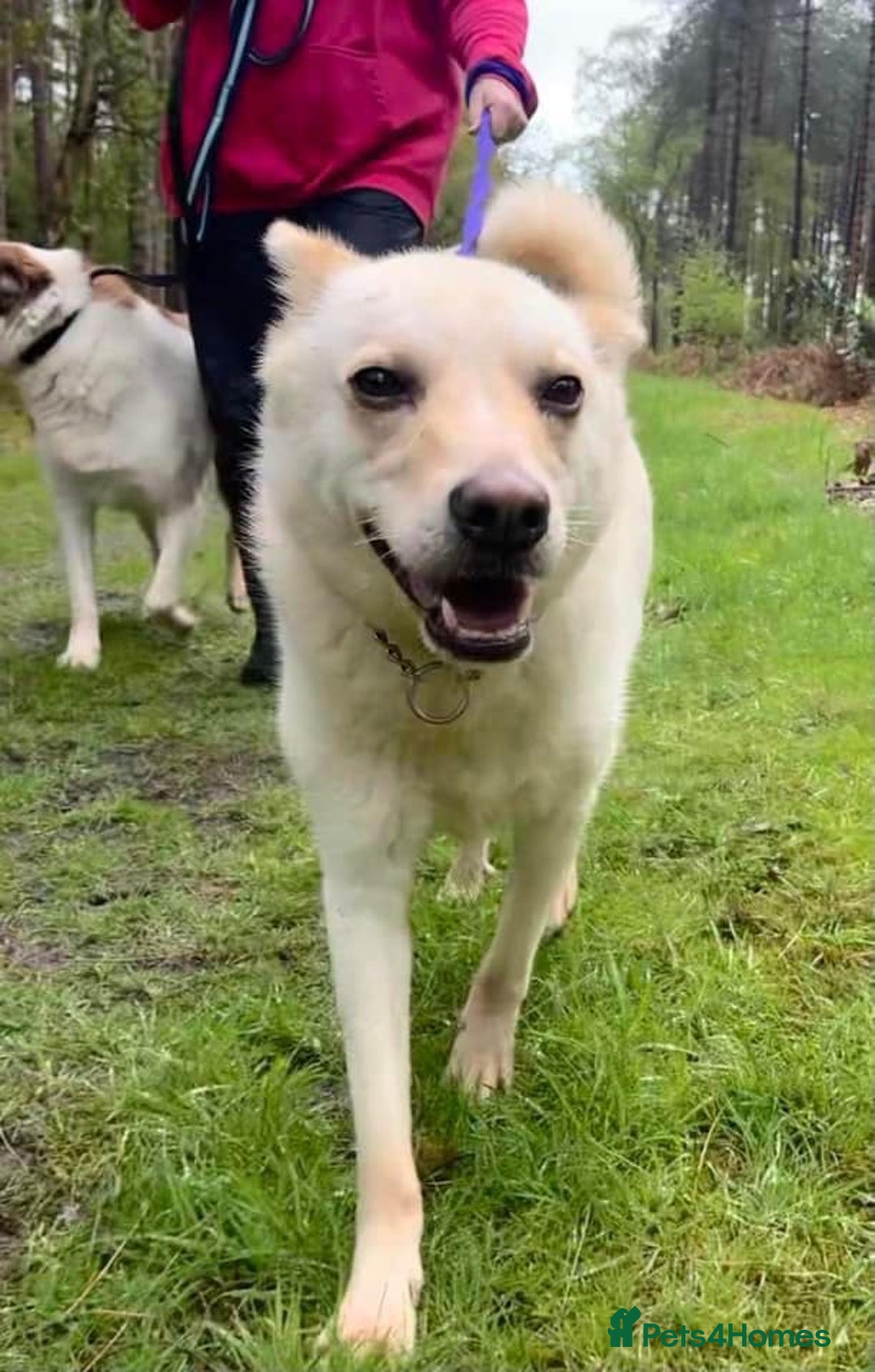 Mixed Breed dogs for adoption: Buddy - Norwich Norfolk  - Image 21