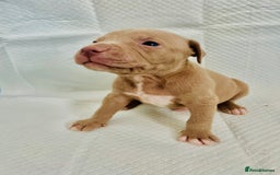 American Bully dogs for sale: 🐾 Medium Bully Puppies – Born 31.08.2025 –  - Image 4