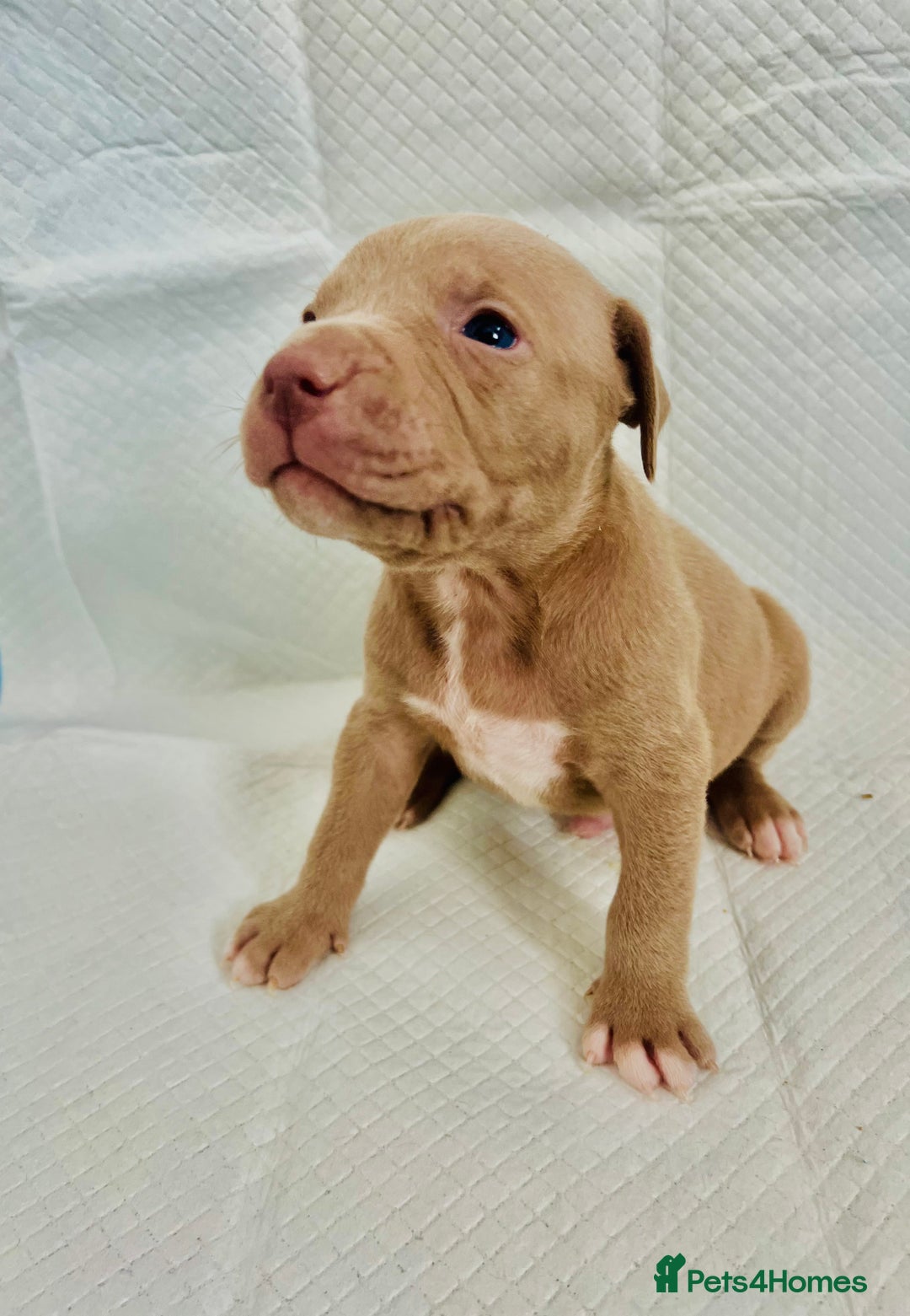 American Bully dogs for sale: 🐾 Medium Bully Puppies – Born 31.08.2025 –  - Image 4