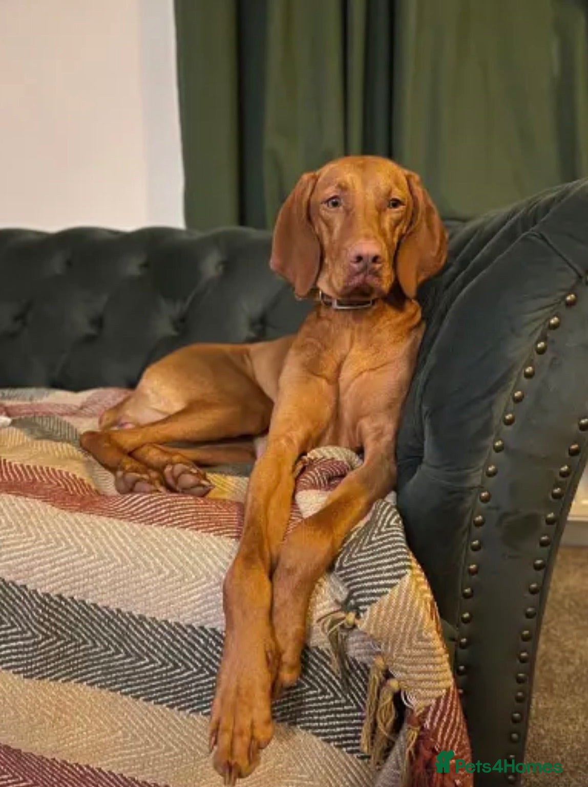 Hungarian Vizsla dogs Hungarian vizsla puppies  - Advert 2