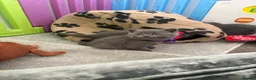 British Shorthair cats for sale: British shorthair kitten  - Advert 8