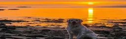 Golden Retriever dogs for sale: Golden Retriever - Advert 16