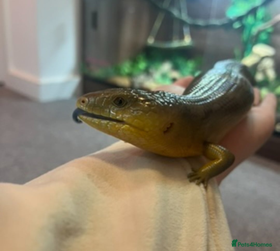 Mixed Breed reptiles for sale: Lots of reptiles for rehome - Image 7