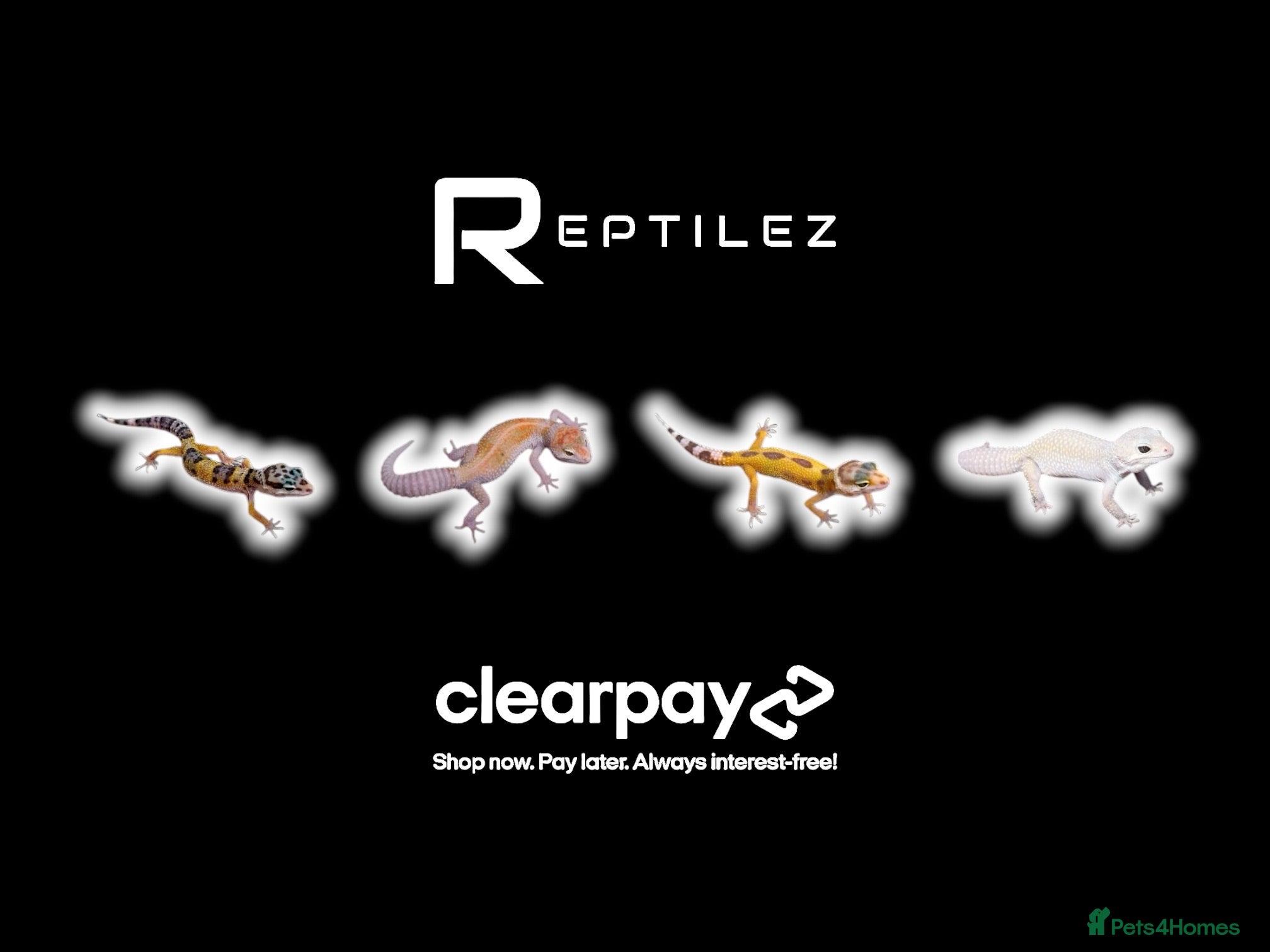 Leopard Gecko reptiles LEOPARD GECKOS - Advert 1