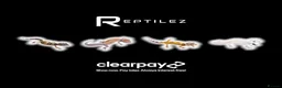 Leopard Gecko reptiles for sale: LEOPARD GECKOS - Advert 1