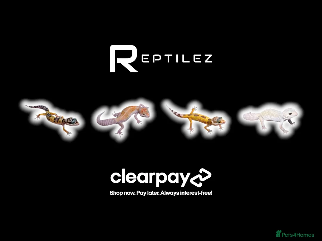 Leopard Gecko reptiles for sale: LEOPARD GECKOS - Advert 1