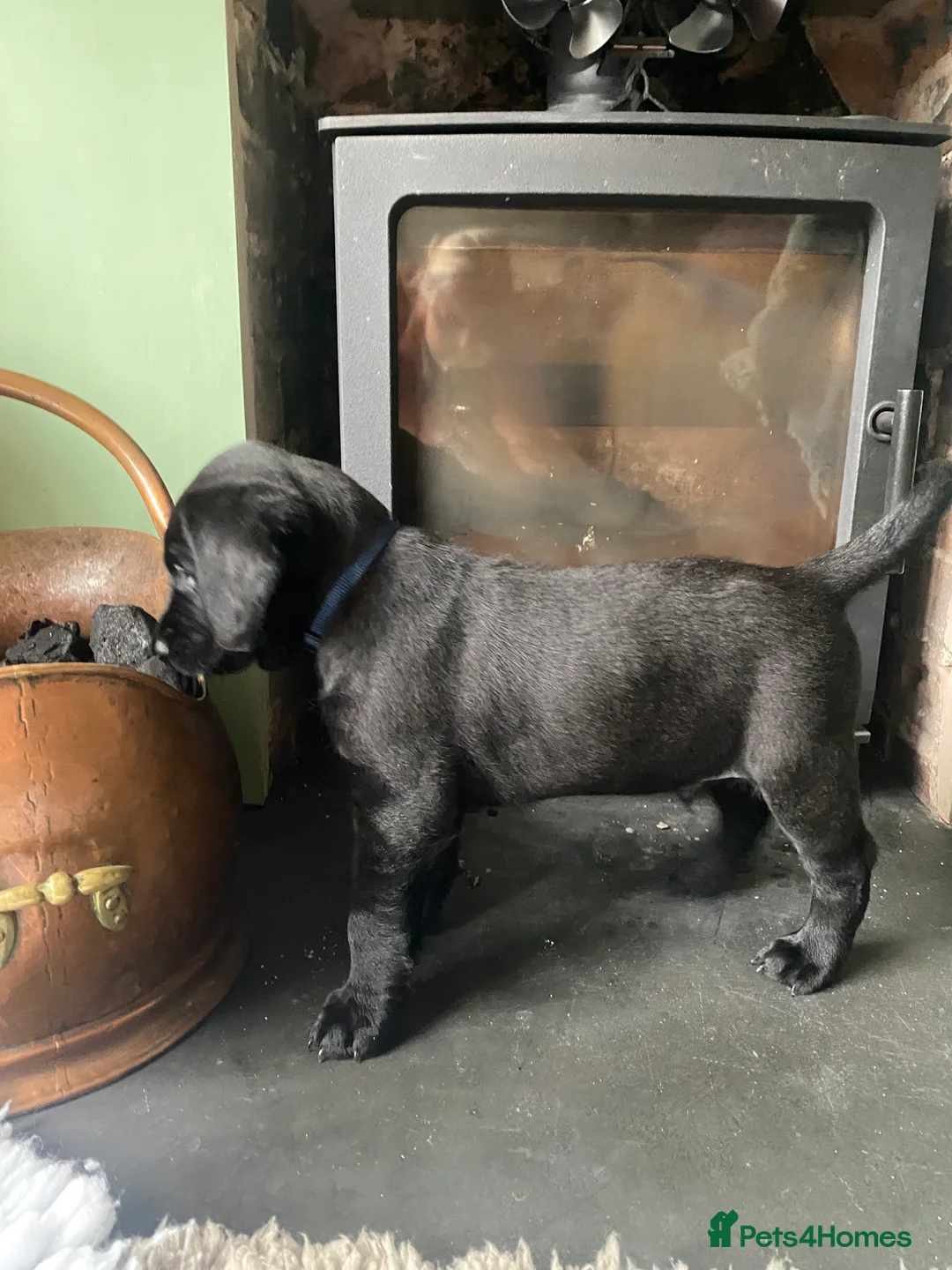 Labrador Retriever dogs for sale: Beautiful Black Labrador KC registered  - Advert 3