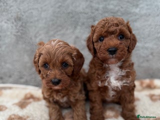 Cavapoo dogs Red curly cavapoo puppies - Advert 9