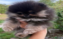 Pomeranian dogs for stud: BEST LOOKING TEDDY ** MERLE & TAN STUD IN THE UK  in Hartlepool - Image 7
