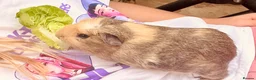 Guinea Pig rodents for sale: Guinea pigs aged 9 weeks  in Market Harborough - Advert 3
