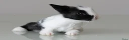 Lionhead rabbits for sale: *Reduced* Quality Double-maned Lionhead Rabbits - Advert 13
