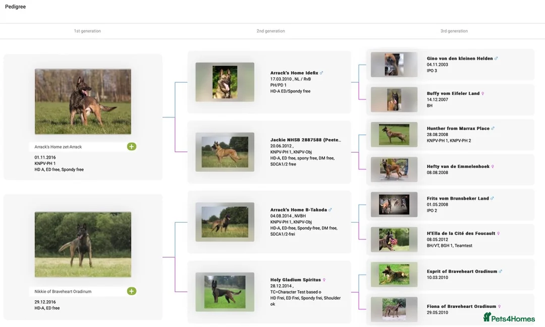 Belgian Shepherd Dog dogs for sale: Female Belgian Malinoi For Sale - Advert 5