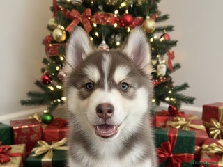 Pomsky dogs Family-Raised Pomsky Pups - Advert 1