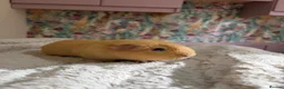 Guinea Pig rodents for sale: 🐹 Guinea Pigs Looking for Loving Homes - Advert 7