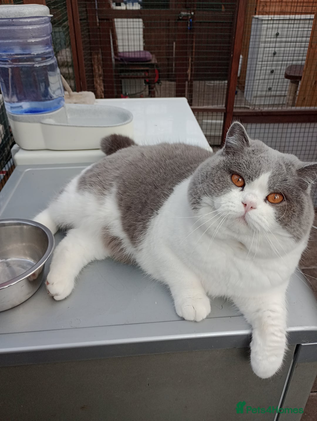 British Shorthair cats for stud: British Shorthair Cream/White 💙 Lilac/Blue Spot in Manchester - Advert 10