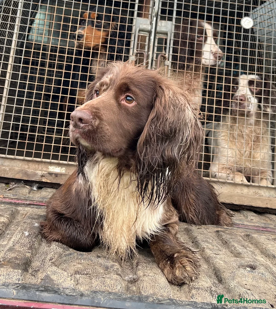 Cocker Spaniel dogs for stud: MERLE cocker spaniel at stud  in Rowlands Gill - Advert 2