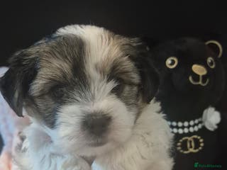 Biewer Terrier dogs Beautiful Biewer Yorkshire terriers Puppies - Advert 1