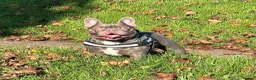 French Bulldog dogs for stud: Absolutely stunning, true to type French bulldog - Advert 4