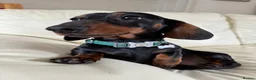Miniature Dachshund dogs for stud: *STUD* champion lines Black & Tan mini dachshund  - Advert 22