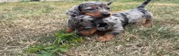 Miniature Dachshund dogs for sale: Miniature Dachshund Puppies  - Advert 1