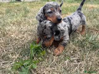 Miniature Dachshund dogs Miniature Dachshund Puppies - Advert 2
