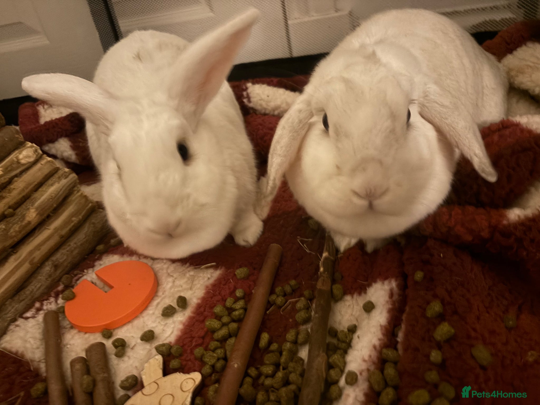 French Lop rabbits Bunny’s  - Advert 1