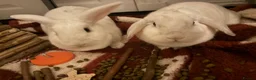 French Lop rabbits for sale: Bunny’s  in Glasgow - Advert 1