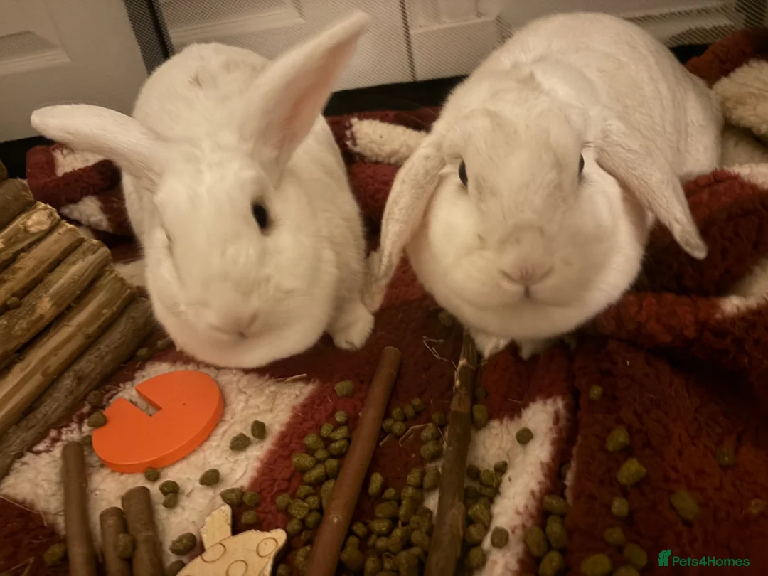 French Lop rabbits for sale: Bunny’s  in Glasgow - Advert 1