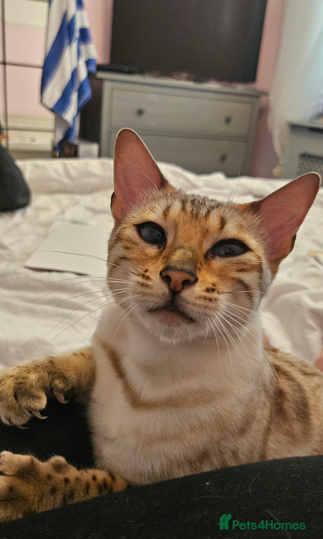 Bengal cats for sale: Snow bengal female TICA registered  - Advert 6