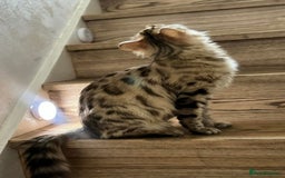 Bengal cats for sale: 💎Cashmere Bengal kittens (Bengal- Longhair) 💎 - Image 22