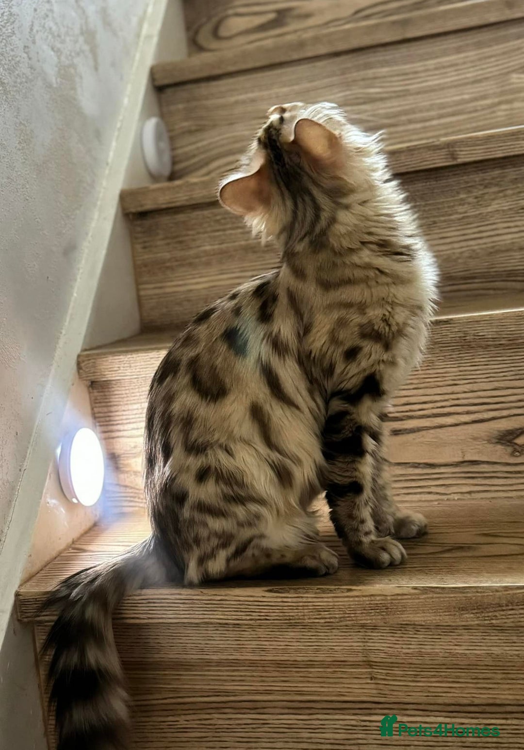 Bengal cats for sale: 💎Cashmere Bengal kittens (Bengal- Longhair) 💎 - Image 22