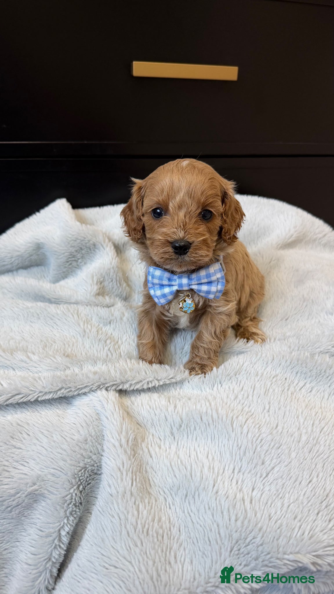 Cavapoo dogs The most beautiful Cavapoos - Advert 12
