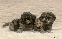 Miniature Poodle dogs for sale: Miniature poodle puppies  - Image 12