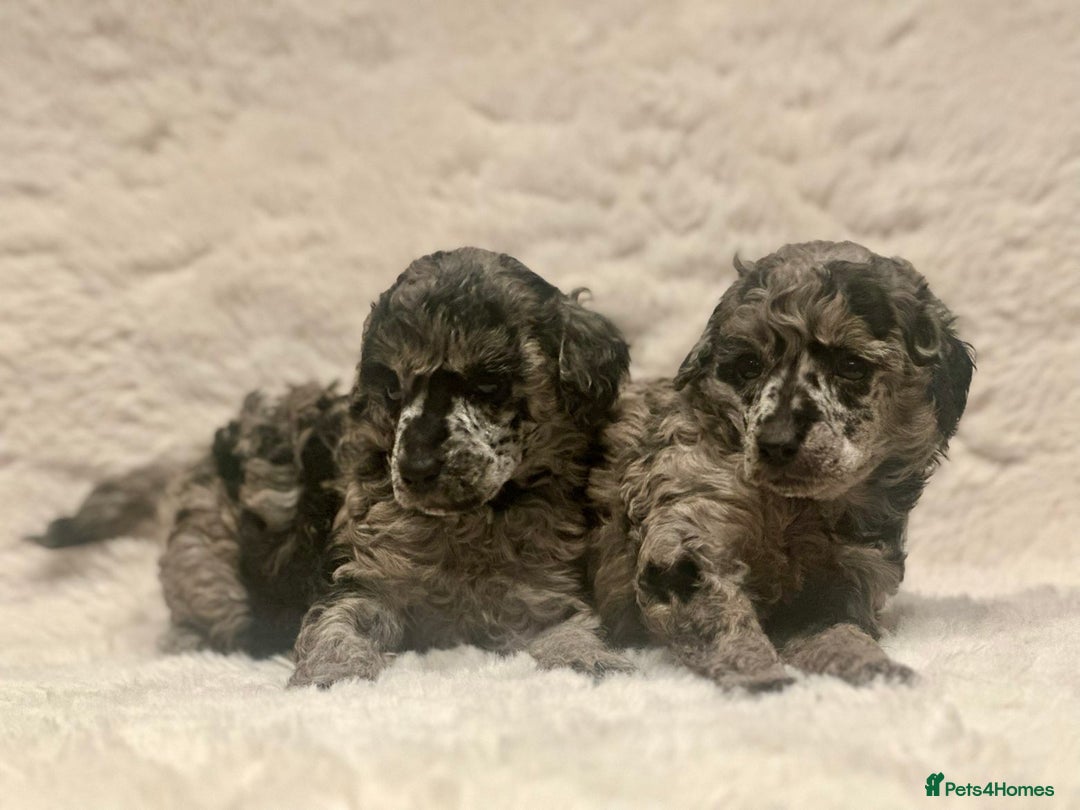 Miniature Poodle dogs for sale: Miniature poodle puppies  - Image 12