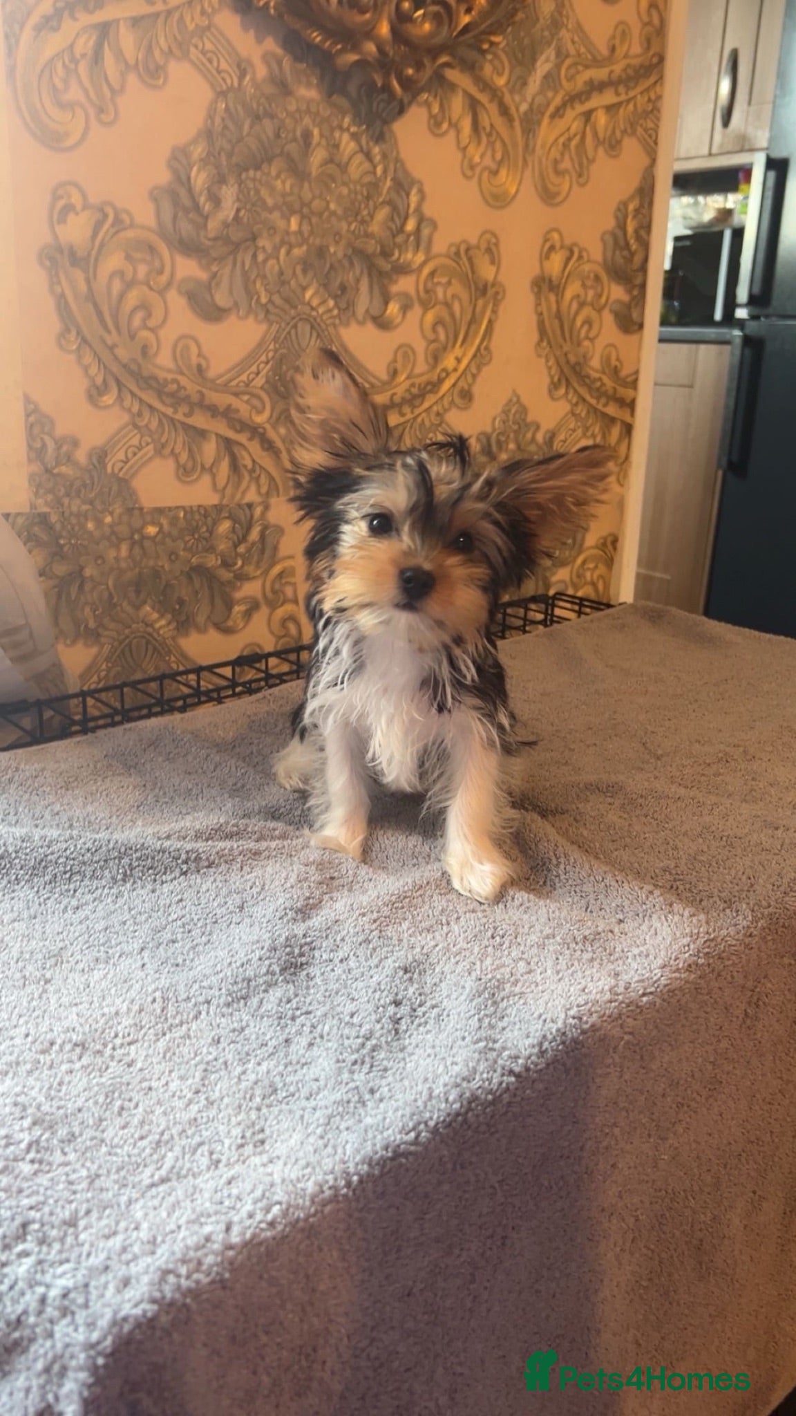 Yorkshire Terrier dogs Yorkshire terrier/Mini/Parti-colored/Traditional - Advert 7